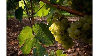 Bratislavská Rača ožila vinobraním, ľudia si vychutnajú burčiak aj bohatý program