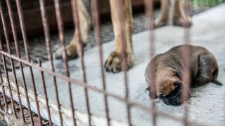 Slováci po Vianociach zapĺňajú útulky nechcenými šteniatkami