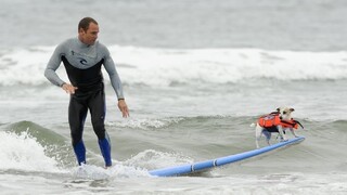 Psy v Austrálii obľubujú surfing