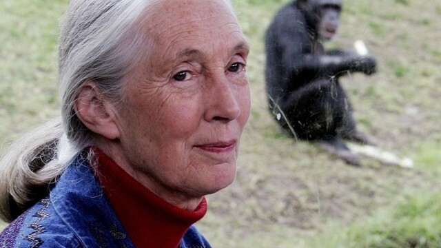 south-africa-jane-goodall-b05a804211eb460aa726b9552eb4879a_0a000002-bf82-bb46.jpeg