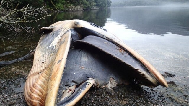 chile-whales-beached-7a118daeff80411ebec7159b8ba723ea_0a000002-6f26-1f47.jpg