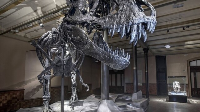 tyrannosaurus-rex-1140-sita-ap_0a000002-75ae-a789.jpg