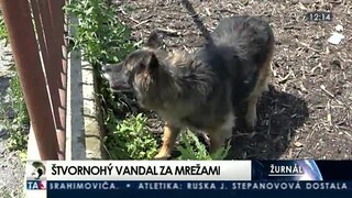 V Levoči chytili štvornohého vandala, ktorý ničil autá