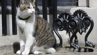 Kocúr britskej premiérky má nepriateľa z ministerstva zahraničia