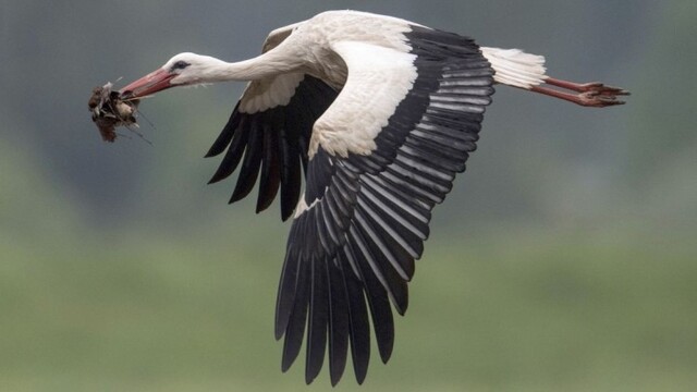 germany-stork-05768-dca5ec5a22e0456897c7ae5f90c268b7_0a000002-ea66-f103.jpg