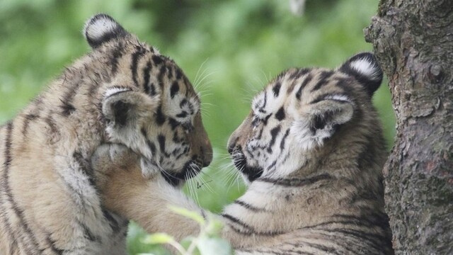 germany-tiger-twins-74527-a52414f5abb14e00a44a5661937cc296_0a000002-4a53-a0f7.jpg