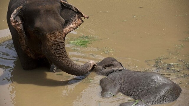 aptopix-india-elephant-in-swamp-83983-031d5f4ef0d2487a9f05ed33b863bbba_0a000002-fc63-e76b.jpg