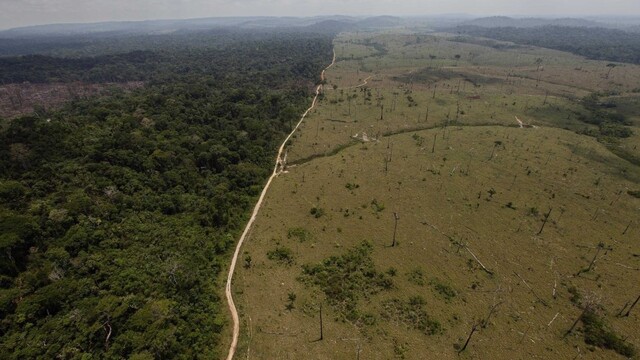 V Brazílii navrhujú zmenšiť Amazonský prales a zvýšiť výrub stromov