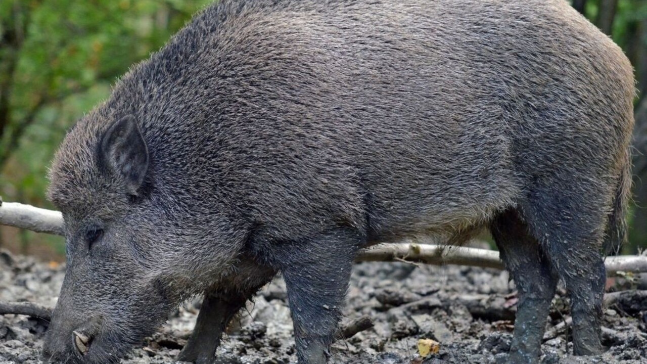 Zrazený diviak spôsobil na nemeckej diaľnici pohromu