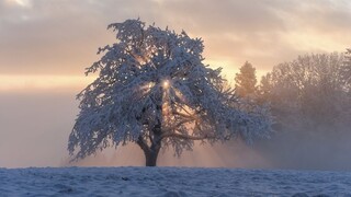 Mŕtve vtáky, zničené stromy. Pred 90 rokmi udrel rekordný mráz