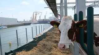 Prvá plávajúca mliečna farma predstavuje alternatívne riešenie