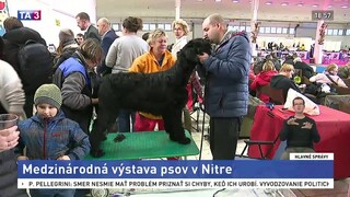 V Nitre sa koná medzinárodná výstava psov, sú ich tam tisícky