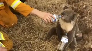 Požiare v Austrálii ohrozujú vodu i zvery. Uhynula už tretina koál