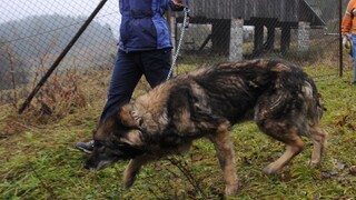 Držanie psov na reťazi chcú zakázať, zákon v minulosti neprešiel