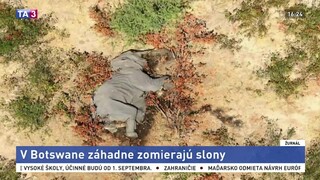 Stovky slonov v Botswane záhadne uhynuli. Vedci netušia, prečo