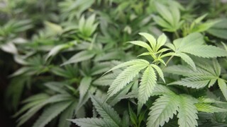 Mexický prezident chce splniť svoj sľub. Ide o legalizáciu marihuany
