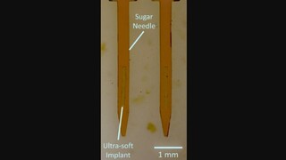 Najmäkší implantát sa do mozgu dodáva rozpustnou cukrovou ihlou