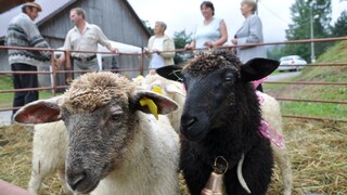Dojenie oviec, syrové výrobky či práskanie bičom. Bačovské dni majú výročie