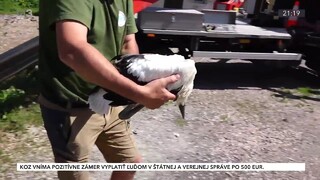 Bocianie hniezda obsahujú prekvapenia. Nie sú však za nimi vtáky