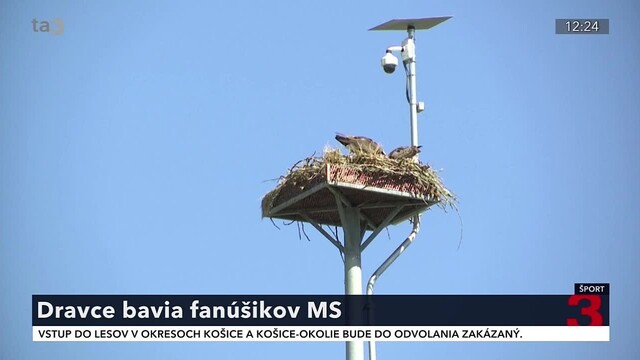 atletika_dravec_1.jpg