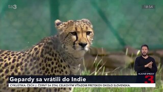 20220917_platno_gepardy_india_hs.jpg