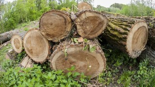 Muž vyrúbal 71 stromov v druhom stupni ochrany, polícia ho obžalovala
