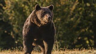 Medvede láka ľahko dostupná potrava. Odborník radí, ako sa v obciach vyhnúť nežiaducim stretnutiam so šelmou