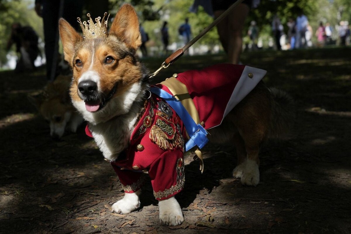 corgi 1