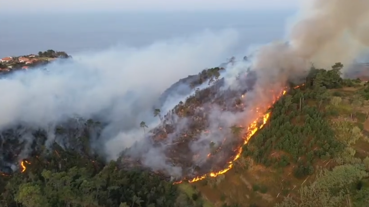 madeira lesy