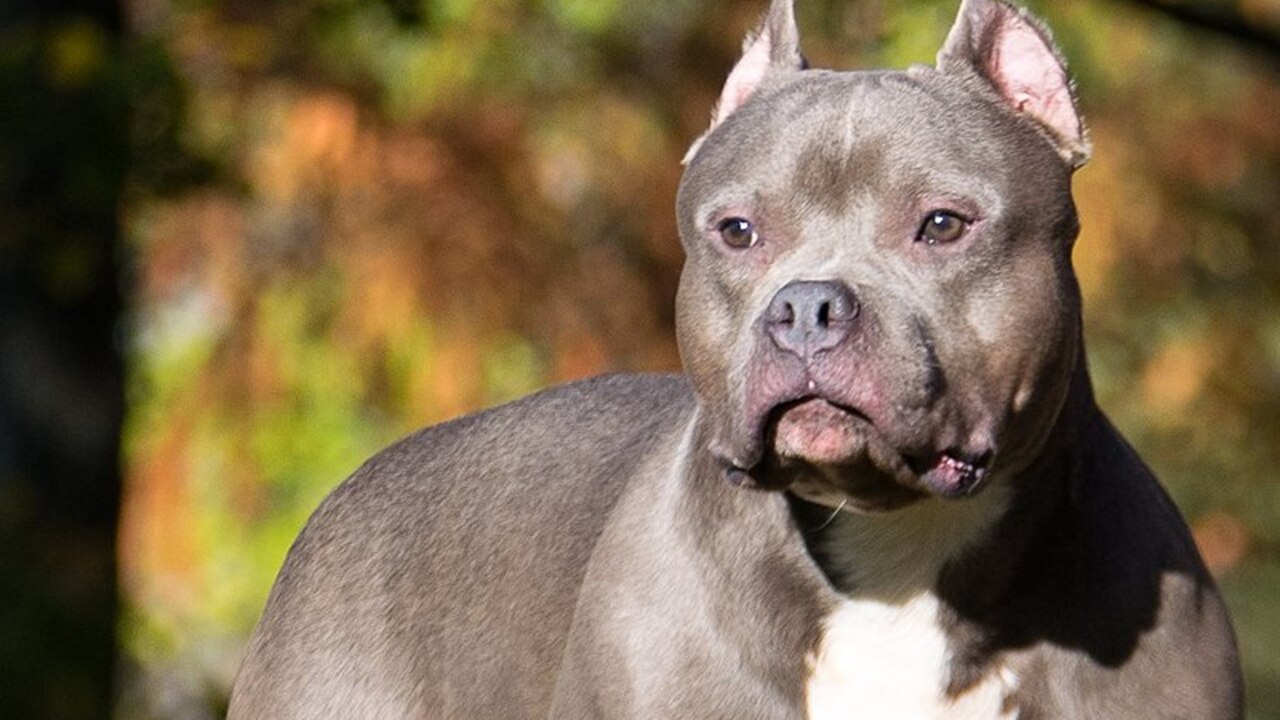 American Bully