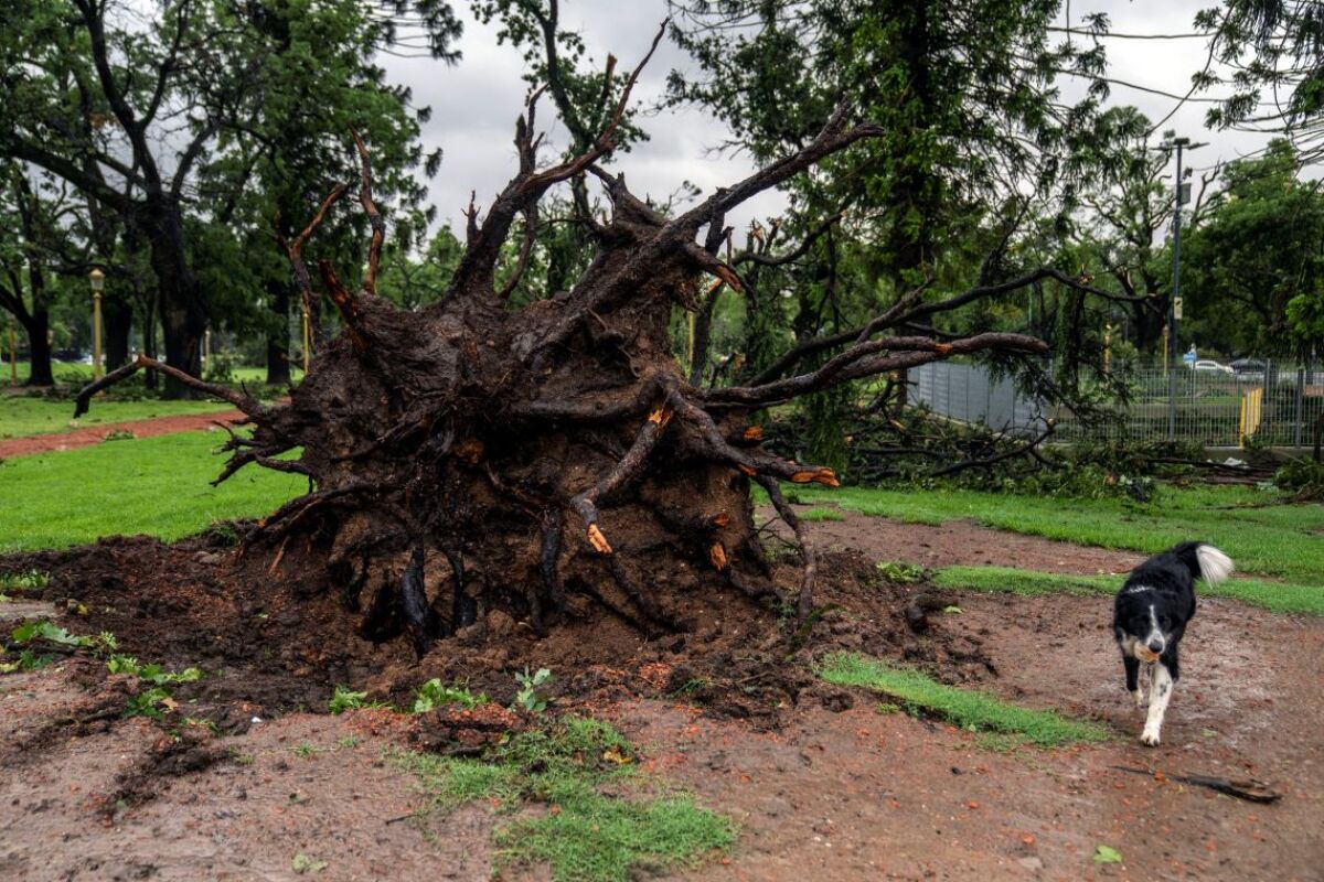 vyvalený strom