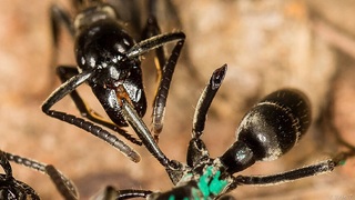  Mravce produkujú život zachraňujúce antibiotiká na infikované rany