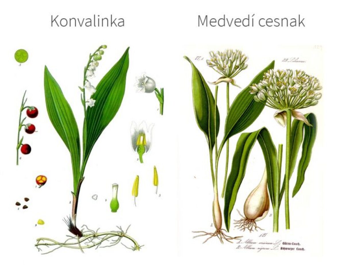 Medvedí cesnak vs. konvalinka