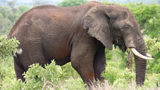 Botswanu trápia premnožené slony. Prezident chce poslať 20-tisíc do Nemecka, nie neberie ako odpoveď