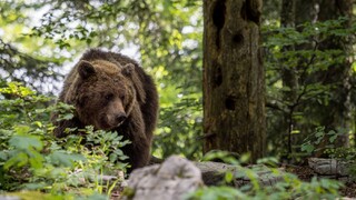 Envirorezort chce do konca roka odstreliť 100 medveďov. Tvrdí, že nemá na výber, odborníci bijú na poplach