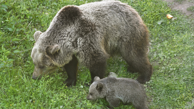 medveď mláďa zoo košice