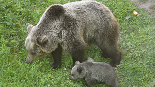 Odborníci radia, ako sa v lese vyhnúť medveďom. Pri pohybe v prírode si treba všímať tieto stopy