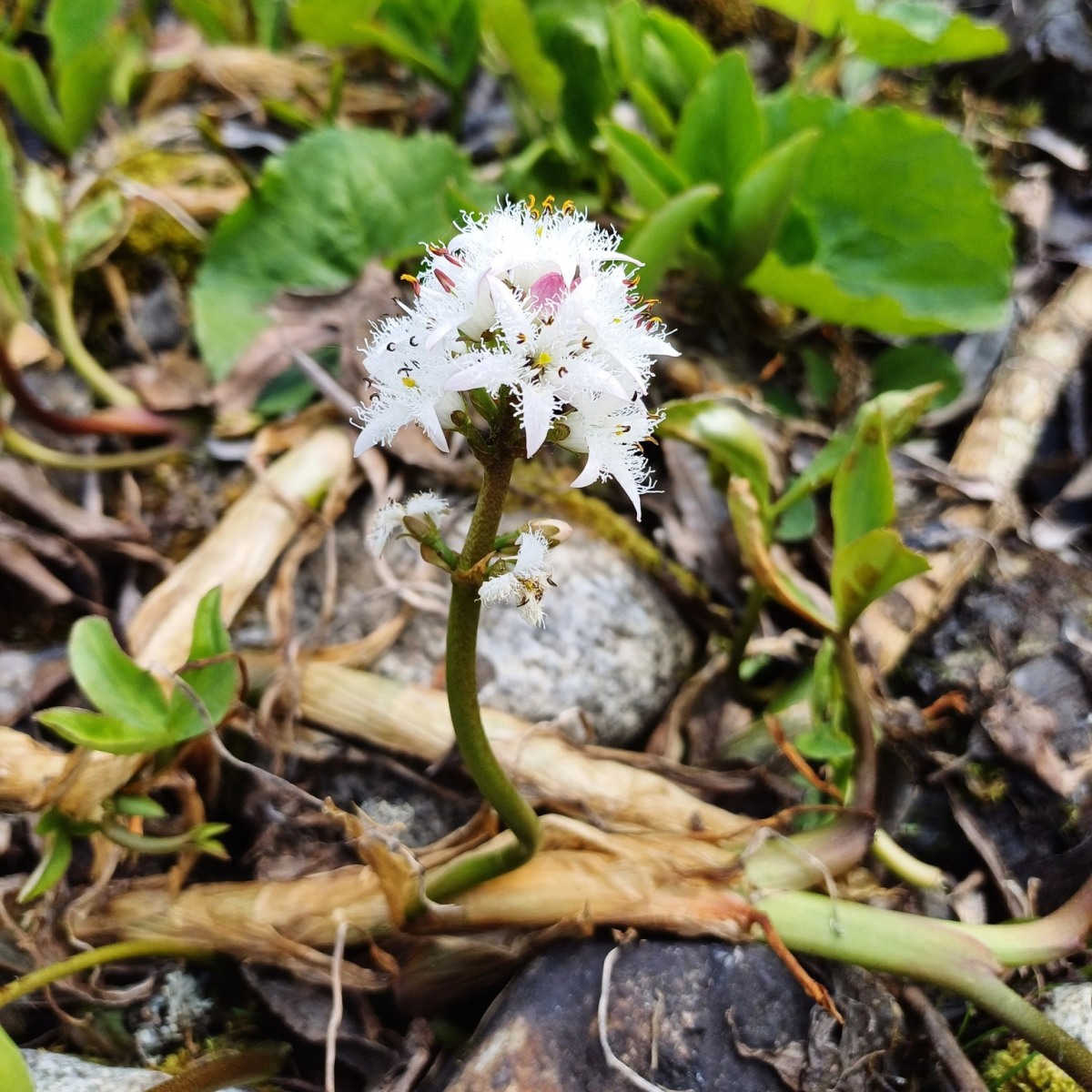 Otvorenie botanickej záhrady