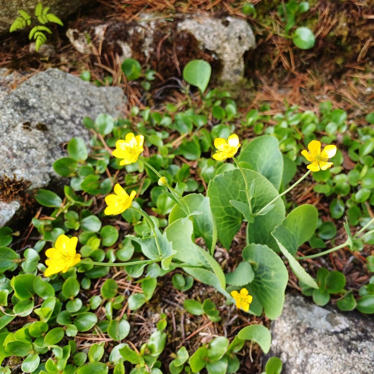 Otvorenie botanickej záhrady