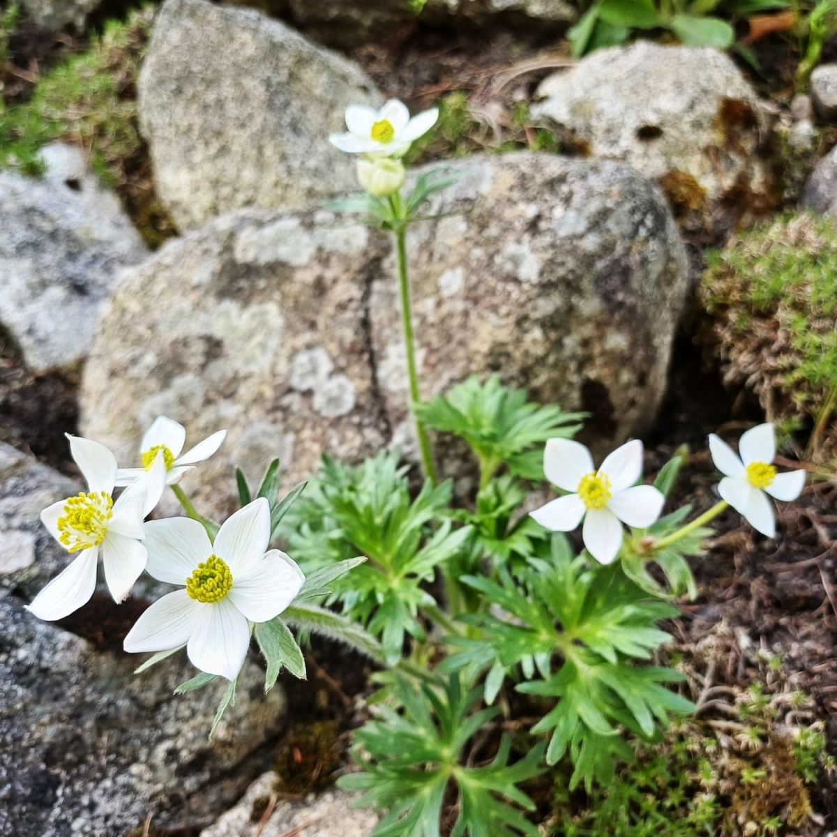 Otvorenie botanickej záhrady