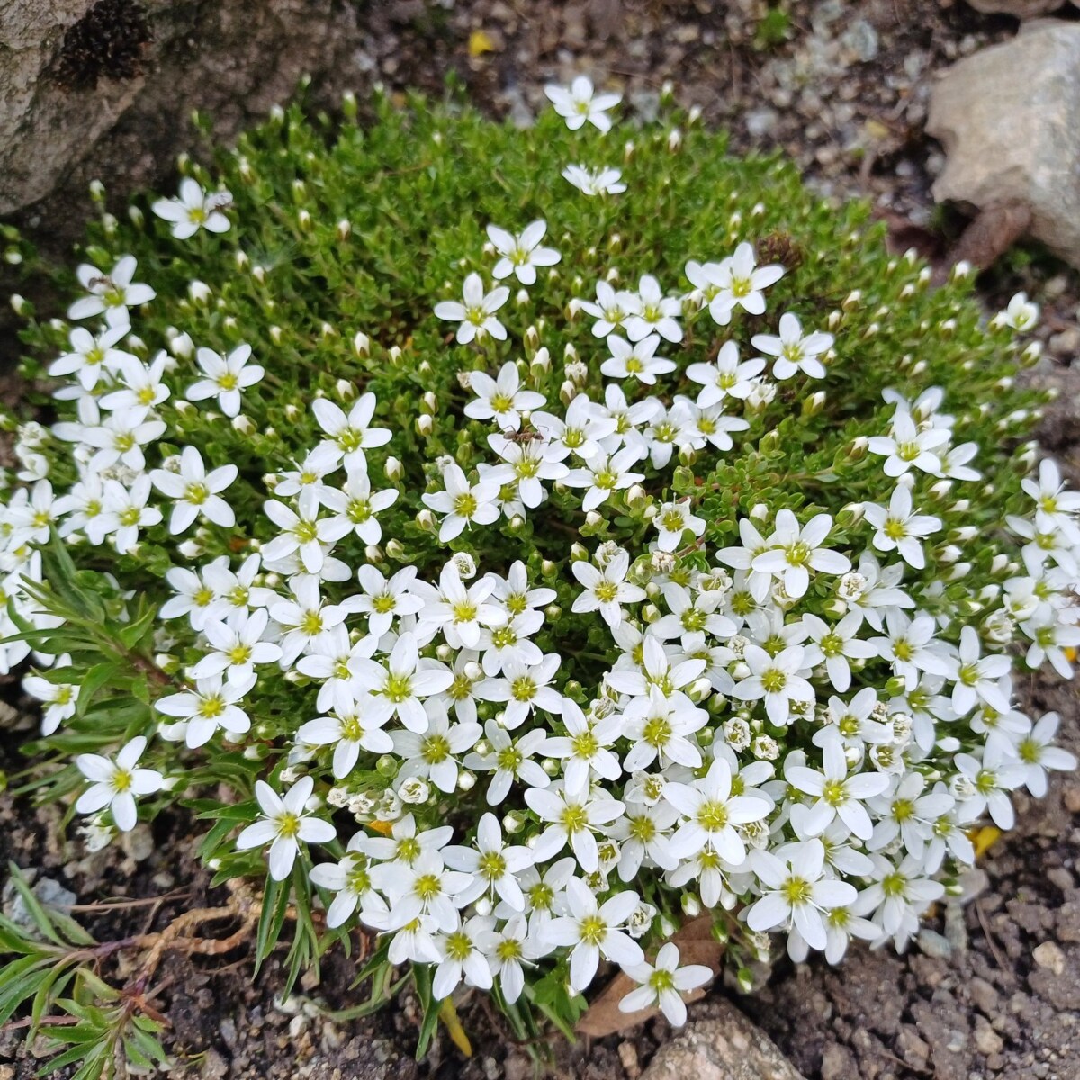 Otvorenie botanickej záhrady