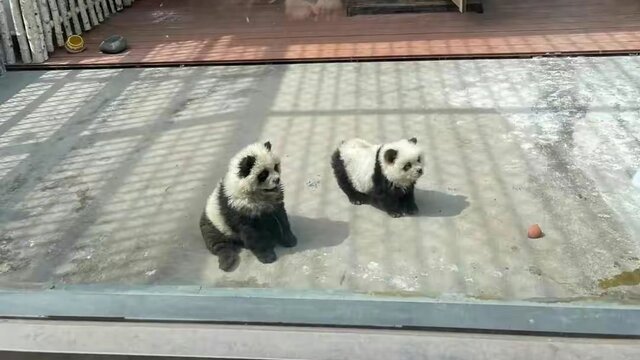 panda pes
