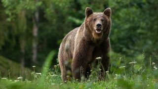 Príliš ohrozujú ľudí. Pre výskyt medveďov vyhlásili v Prešovskom kraji mimoriadnu situáciu 