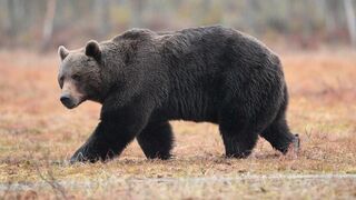 Obec pri Martine varuje ľudí, spozorovali medveďa. Pohybuje sa v blízkosti obľúbeného strediska