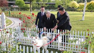 Kim daroval Putinovi loveckých psov. Ide o vzácne plemeno a národný symbol KĽDR