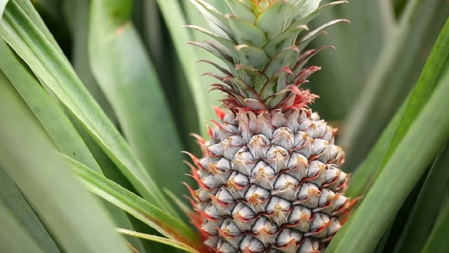 Ananas_ilu_00.jpg