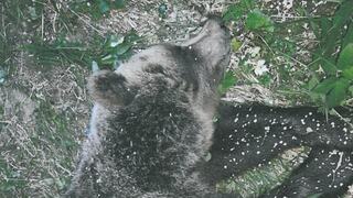 Za 17 dní 16 medveďov. Štátna ochrana prírody začala "poľovačku" na šelmy