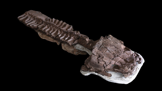 prehistorický Gaiasia jennyae