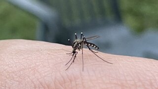 komár tigrovaný