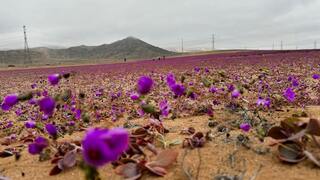 Púšť posiata kvetmi. Čilská Atacama rozkvitla, príčinou fenoménu sú nezvyčajné zrážky 